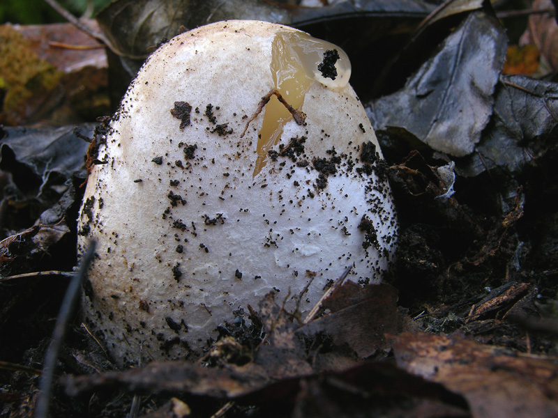 Phallus impudicus